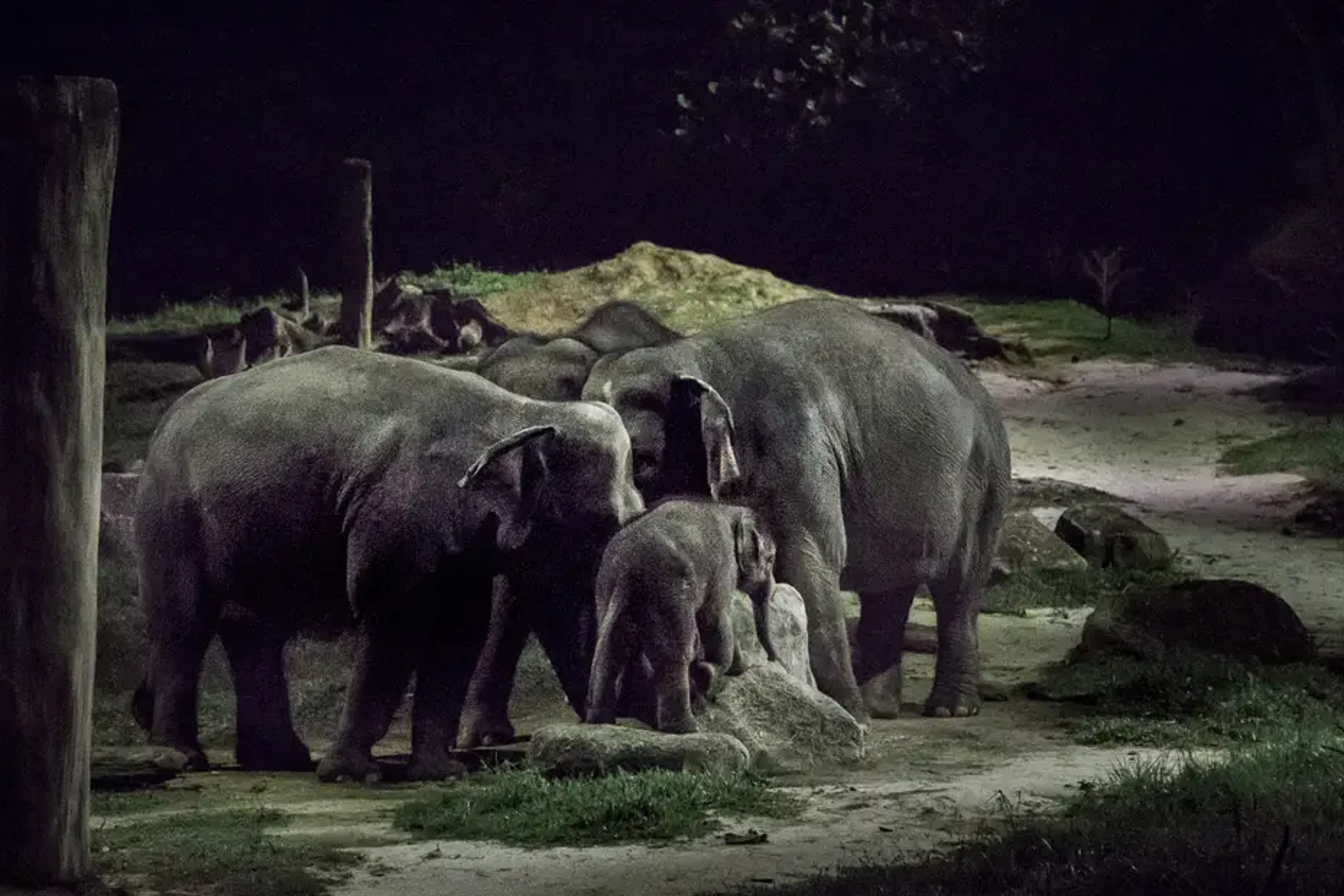 Singapore Night Safari Tram Ride (Shared Transfer)